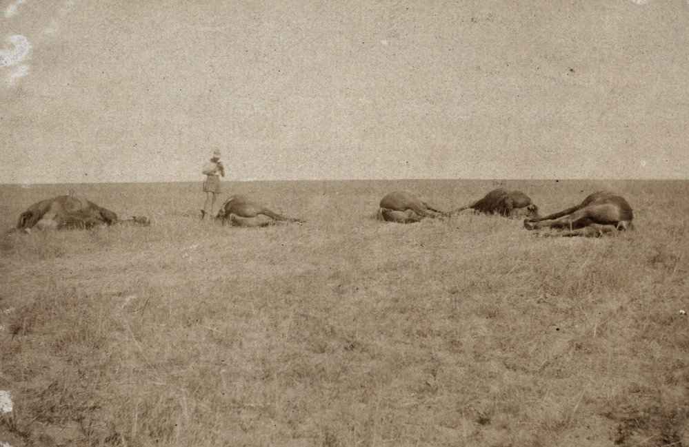 Photo from page 06 of album WWI Photograph Album- Egypt &amp; Sinai