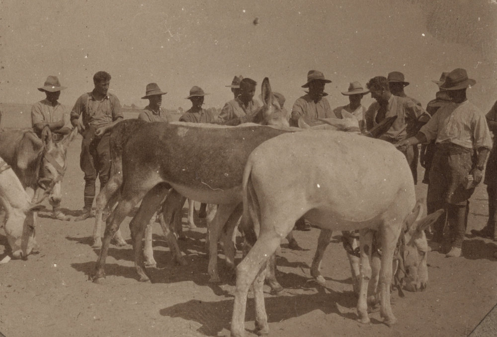 Photo from page 07 of album WWI Photograph Album- Egypt &amp; Sinai