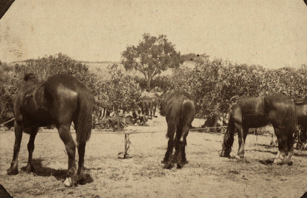 Photo from page 07 of album WWI Photograph Album- Egypt &amp; Sinai