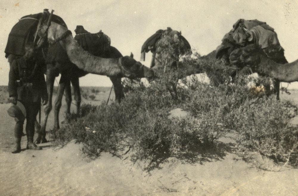 Photo from page 05 of album WWI Photograph Album- Egypt