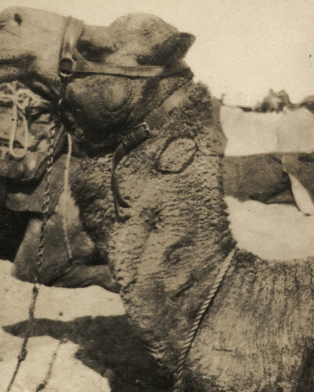 Photo from page 05 of album WWI Photograph Album- Egypt