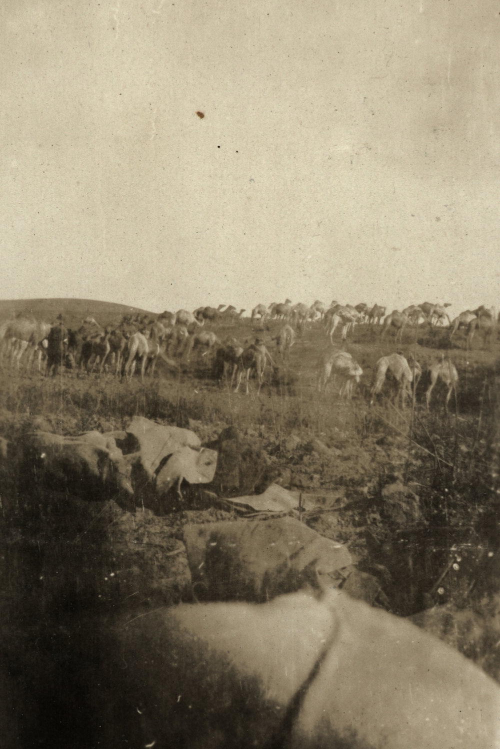 Photo from page 19 of album WWI Photograph Album- Egypt