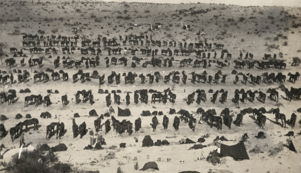 Photo from page 12 of album WWI Photograph Album- Egypt