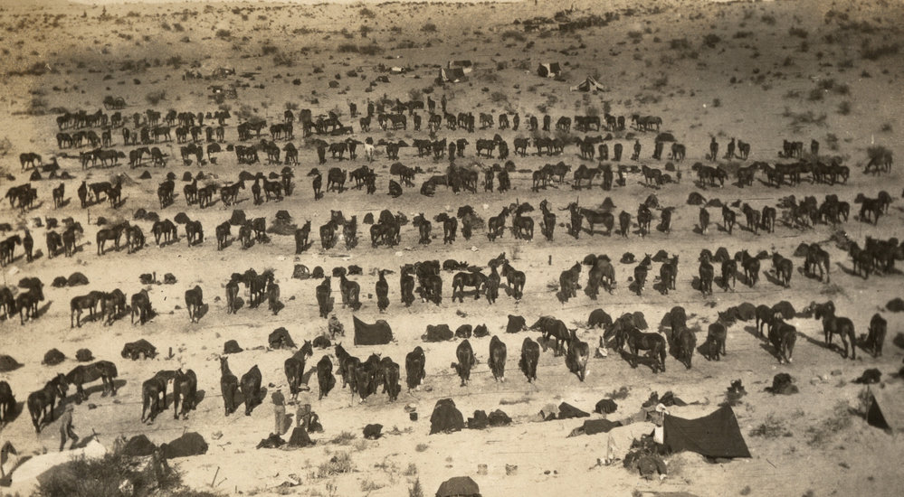 Photo from page 10 of album WWI Photograph Album- Egypt &amp; Palestine