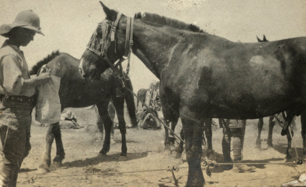 Photo from page 17 of album WWI Photograph Album- Mesopotamia, India &amp; Iraq