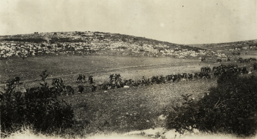 Photo from page 12 of album WWI Photograph Album- Sinai &amp; Palestine and the Western Front