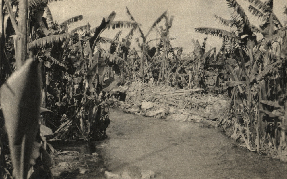 Photo from page 10 of album WWI Photograph Album- Middle East