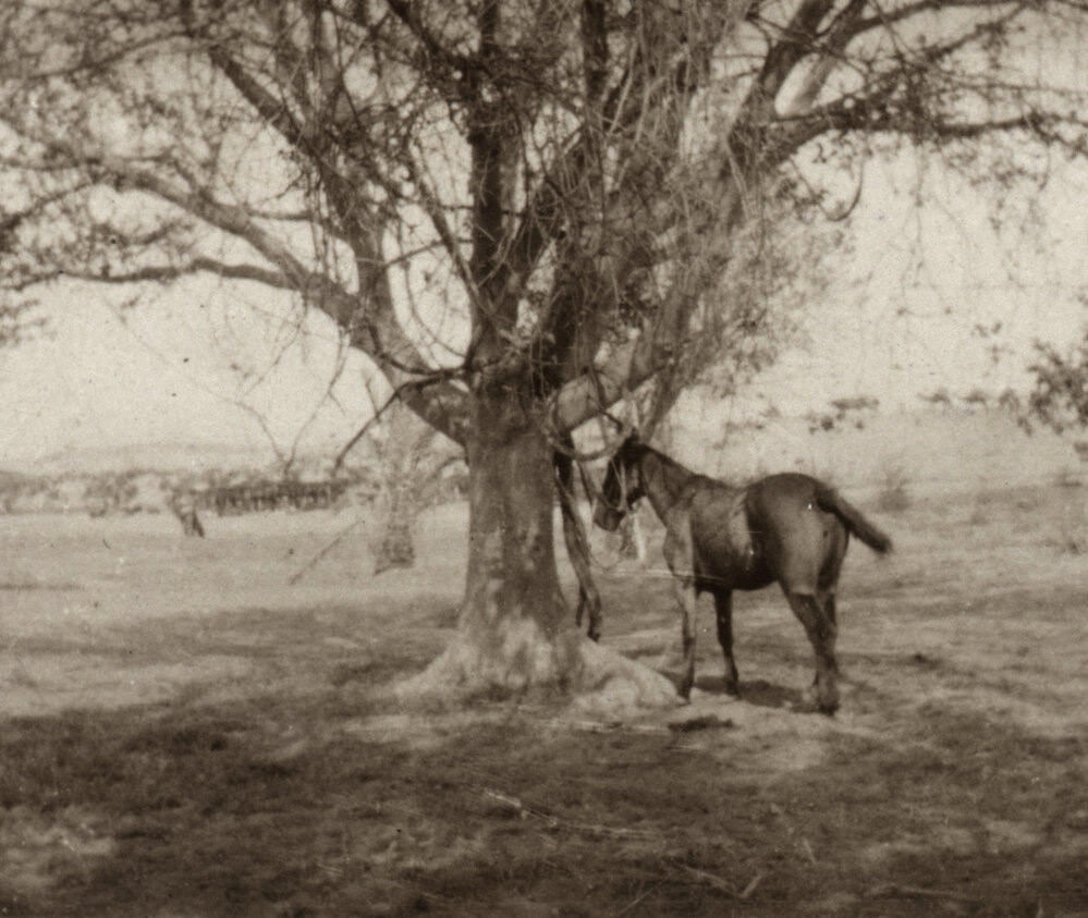 Photo from page 07 of album WWI Photograph Album- Egypt