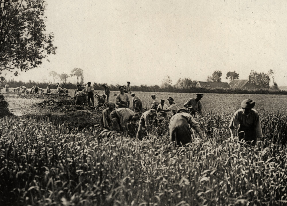 Photo from page 36 of album WWI Photograph Album- Egypt, Gallipoli, Palestine, France &amp; England