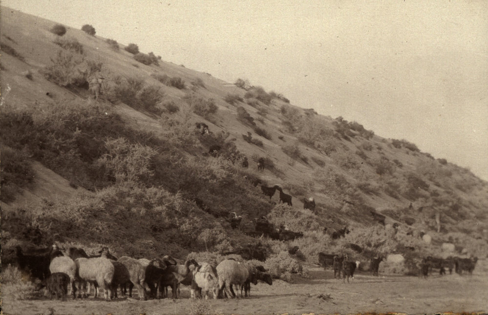 Photo from page 13 of album WWI Photograph Album- Gallipoli, Sinai &amp; Palestine