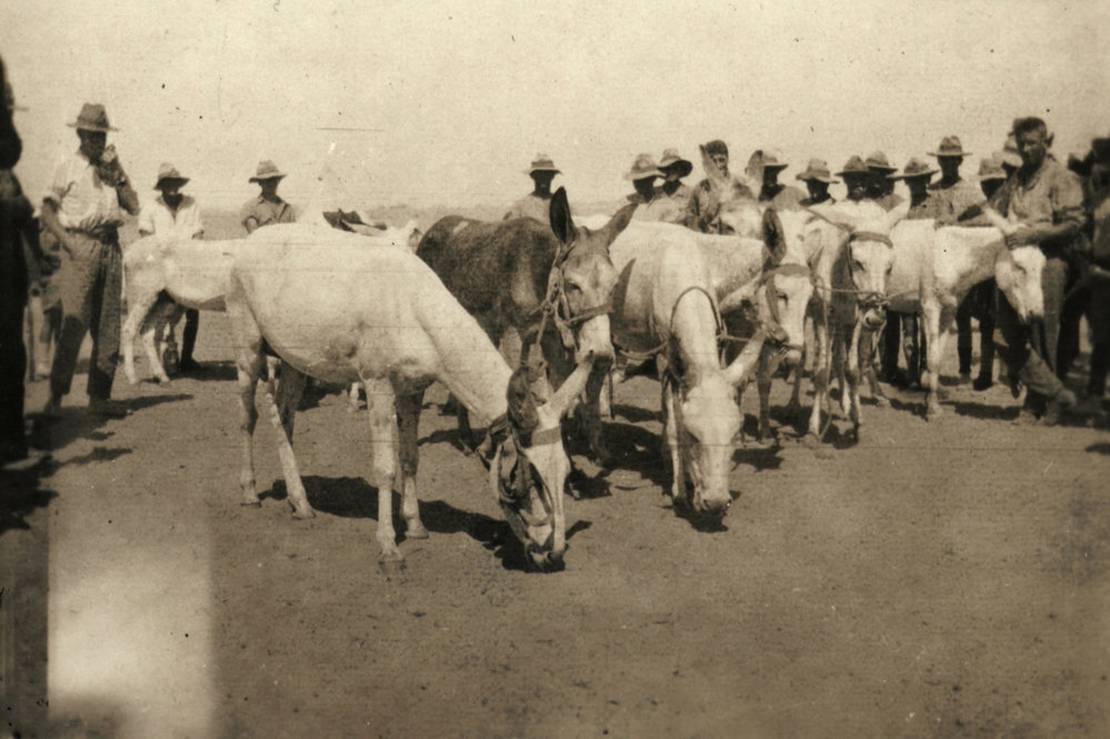 Photo from page 10 of album WWI Photograph Album- Gallipoli, Sinai &amp; Palestine