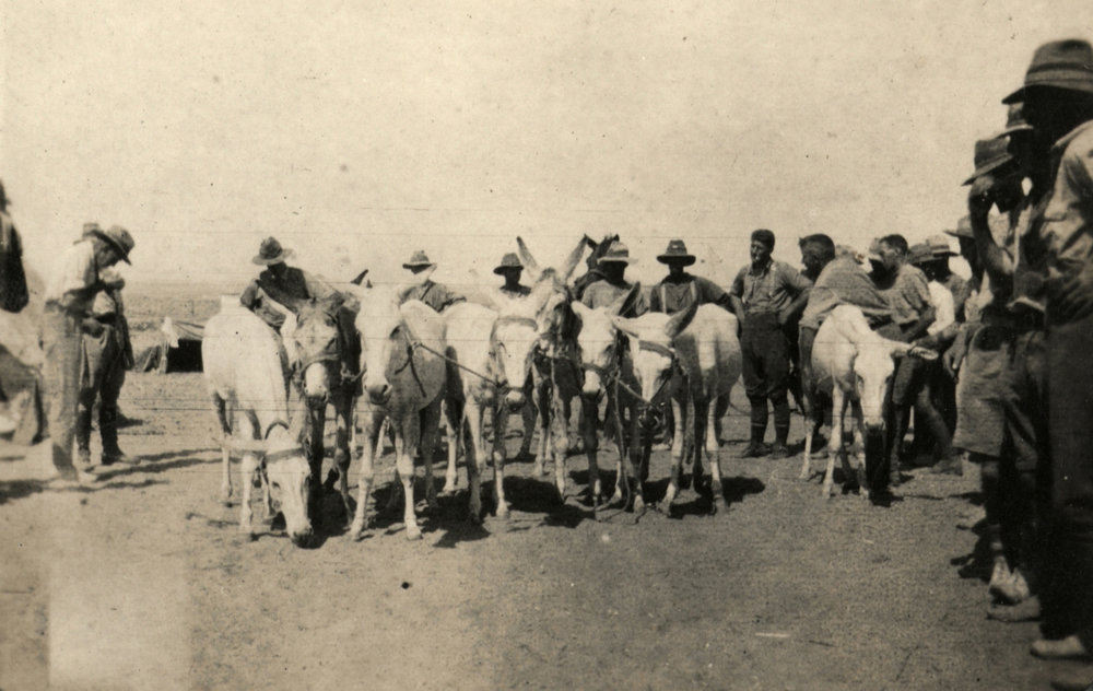 Photo from page 10 of album WWI Photograph Album- Gallipoli, Sinai &amp; Palestine