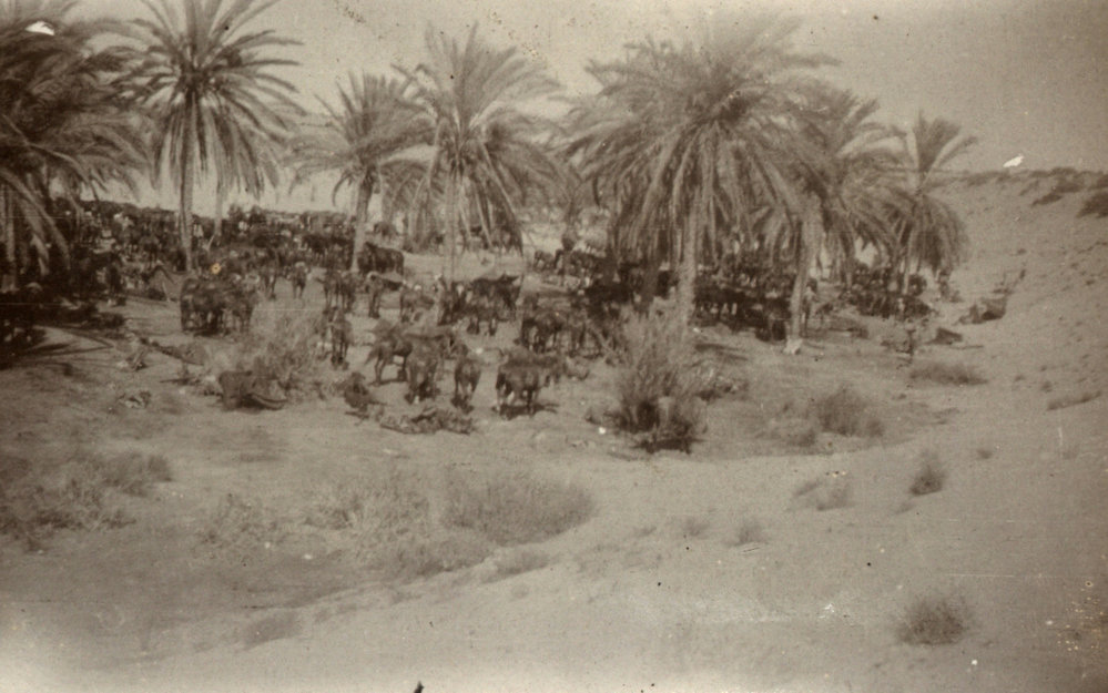 Photo from page 28 of album WWI Photograph Album- Gallipoli, Sinai &amp; Palestine