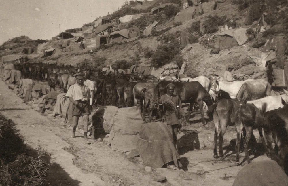 Photo from page 29 of album WWI Photograph Album- Egypt and Gallipoli