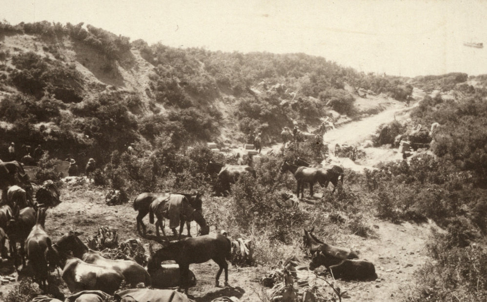 Photo from page 29 of album WWI Photograph Album- Egypt and Gallipoli