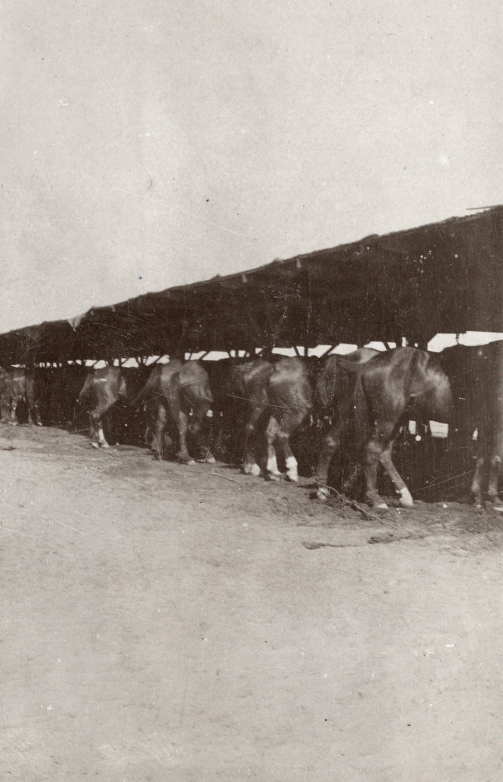 Photo from page 03 of album WWI Photograph Album- Sinai &amp; Palestine