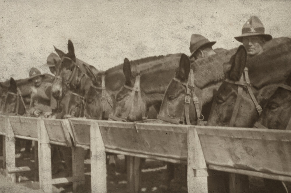 Photo from page 14 of album WWI Photograph Album  - Egypt &amp; Western Front