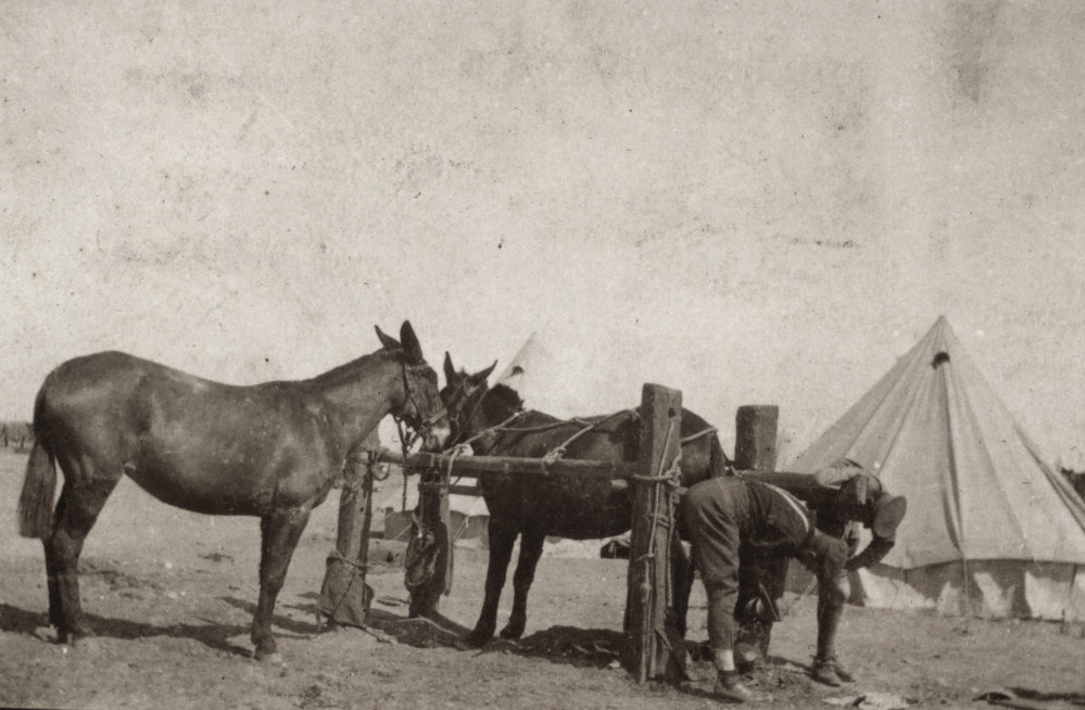 Photo from page 14 of album WWI Photograph Album  - Egypt &amp; Western Front