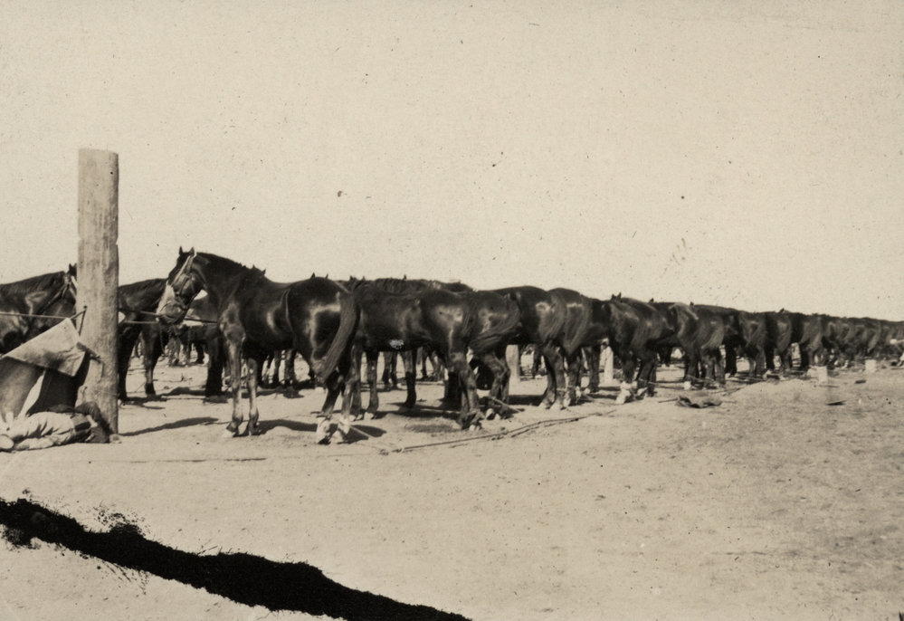 Photo from page 14 of album WWI Photograph Album  - Egypt &amp; Western Front