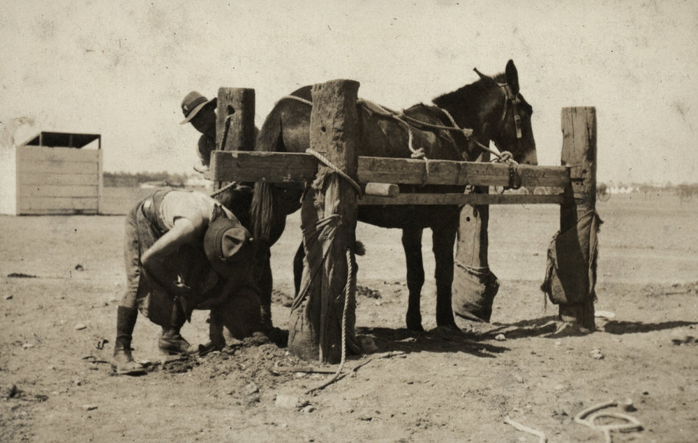 Photo from page 14 of album WWI Photograph Album  - Egypt &amp; Western Front