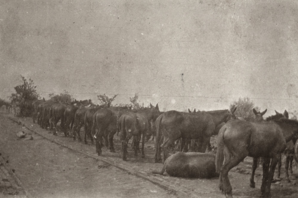 Photo from page 14 of album WWI Photograph Album  - Egypt &amp; Western Front