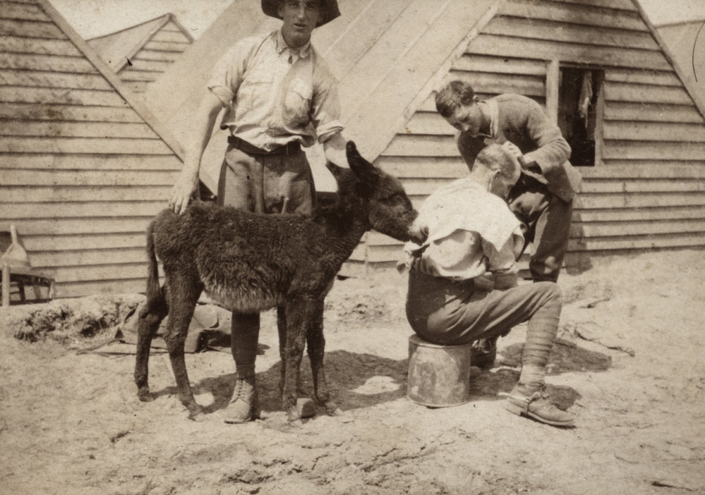 Photo from page 27 of album WWI Photograph Album  - Egypt &amp; Western Front