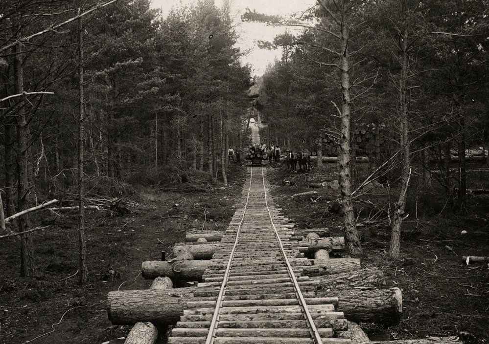 Photo from page 11 of album WWI Photograph Album  - Egypt &amp; England
