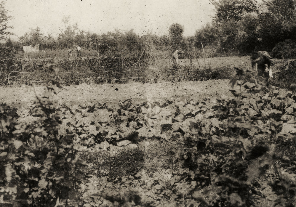 Photo from page 38 of album WWI Photograph Album  - Egypt &amp; England