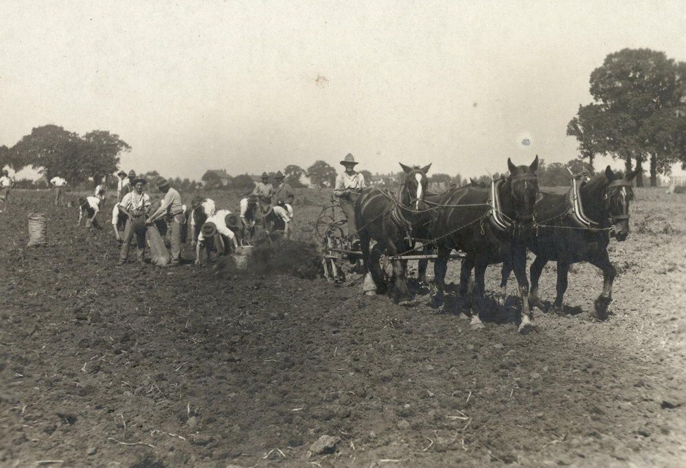 Photo from page 41 of album WWI Photograph Album  - Egypt &amp; England