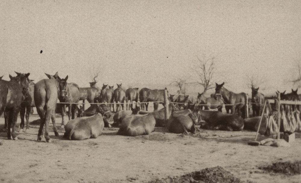 Photo from page 07 of album WWI Photograph Album  - Western Front