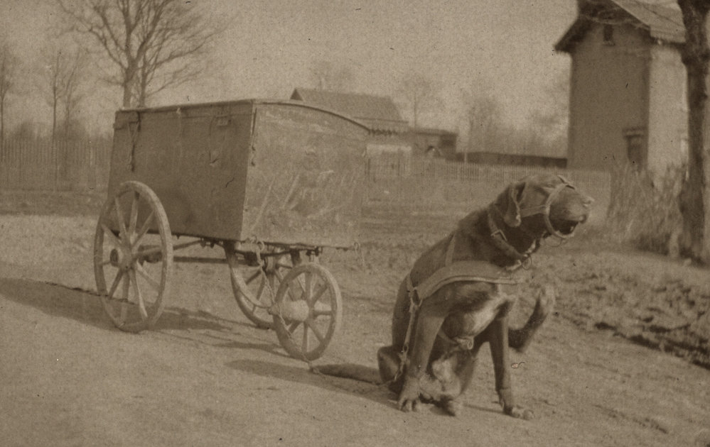 Photo from page 08 of album WWI Photograph Album  - Western Front