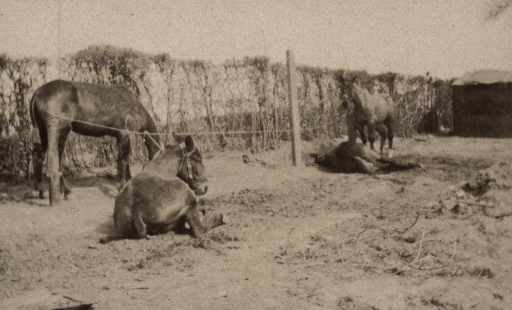 Photo from page 13 of album WWI Photograph Album  - Western Front
