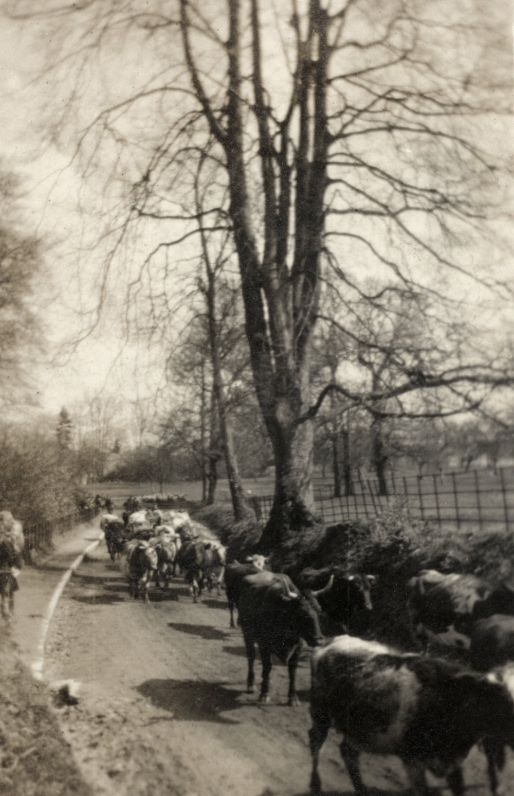 Photo from page 55 of album WWI Photograph Album  - England