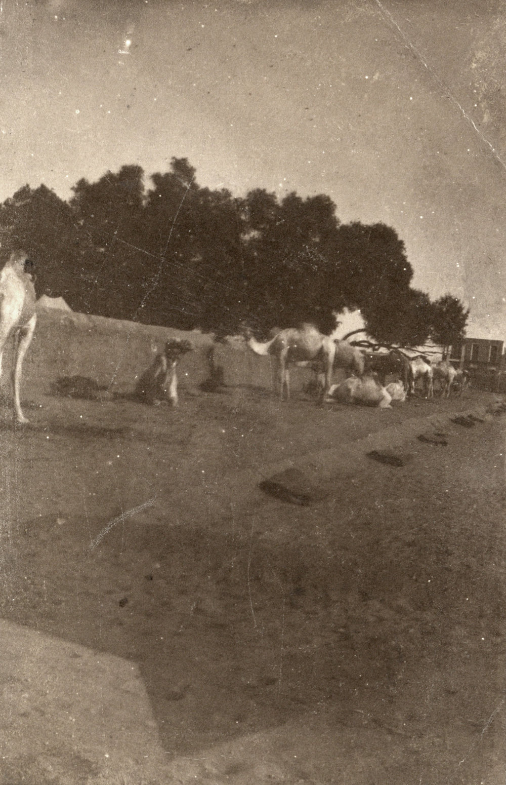 Photo from page 06 of album WWI Photograph Album  - Gallipoli, Sinai &amp; Palestine
