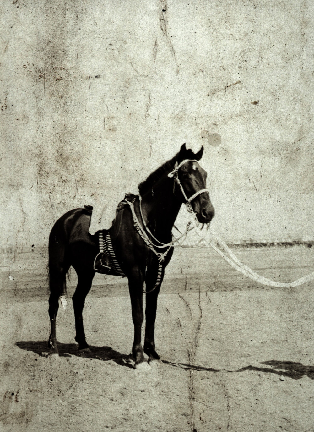 Photo from page 07 of album WWI Photograph Album  - Sinai &amp; Palestine