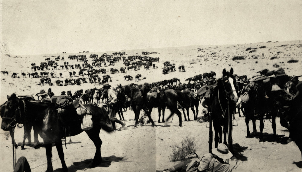 Photo from page 09 of album WWI Photograph Album  - Sinai &amp; Palestine