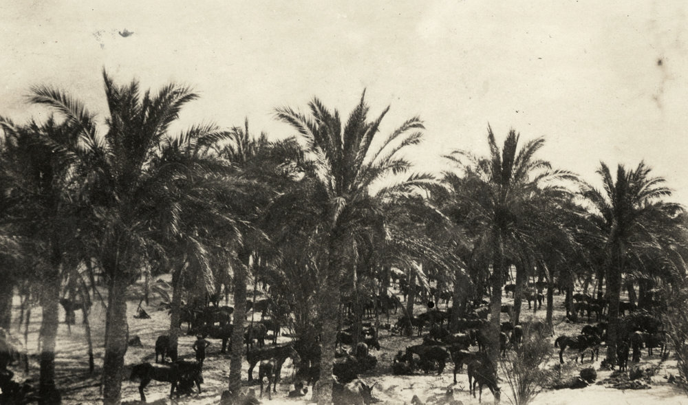 Photo from page 10 of album WWI Photograph Album  - Sinai &amp; Palestine