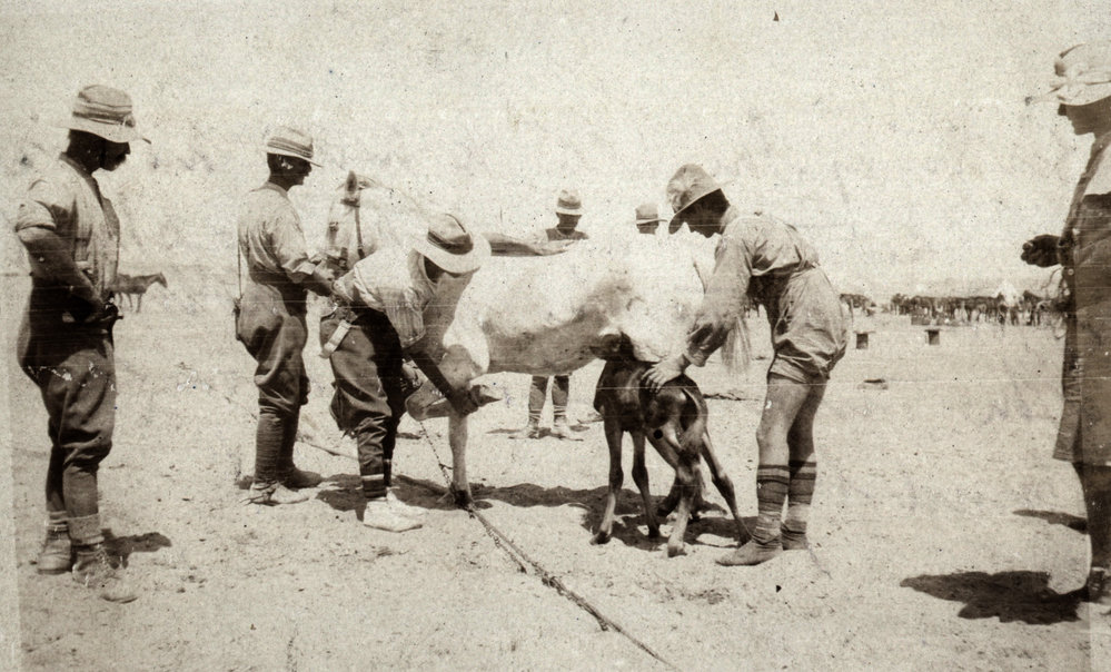 Photo from page 13 of album WWI Photograph Album  - Sinai &amp; Palestine