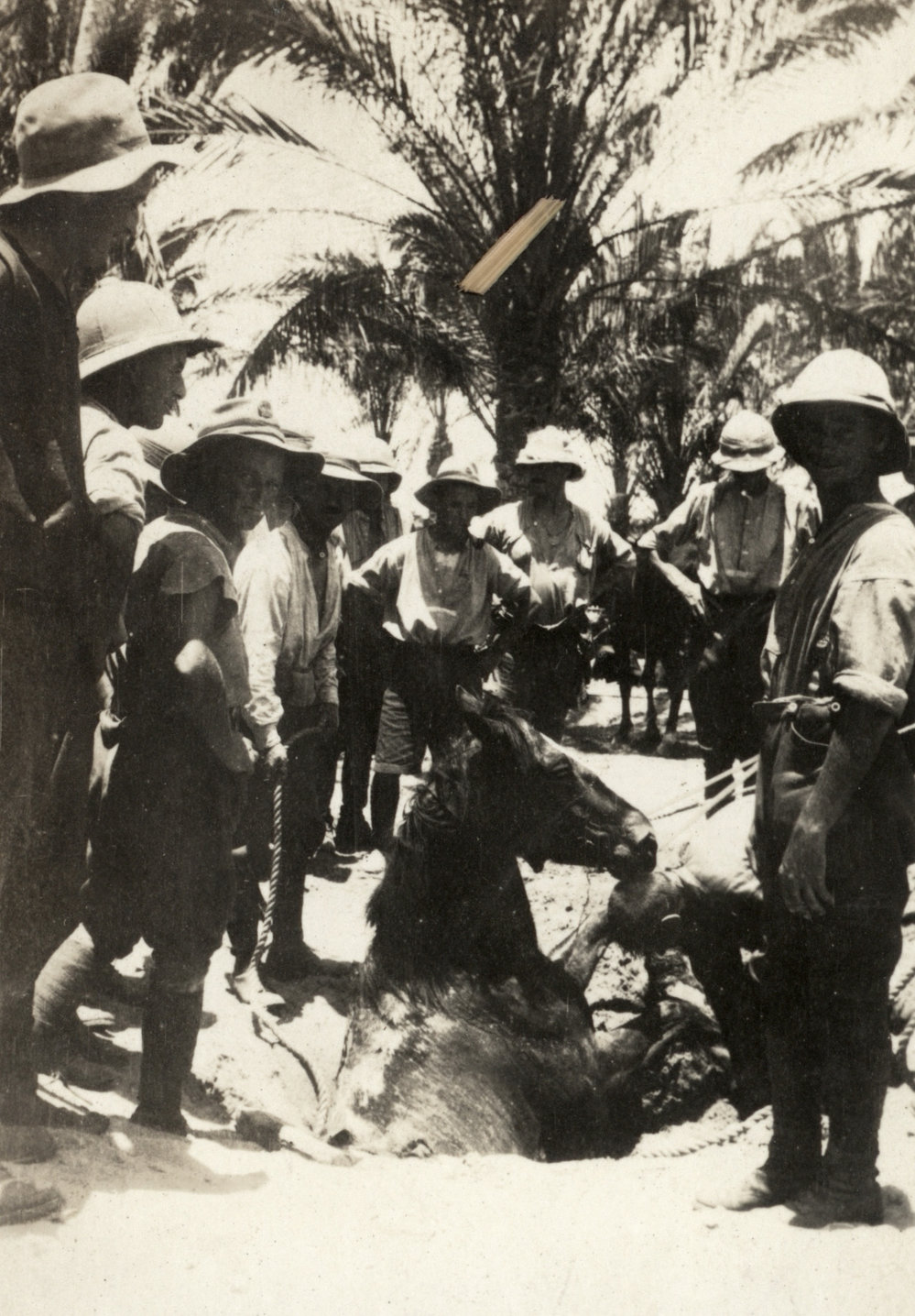 Photo from page 13 of album WWI Photograph Album  - Sinai &amp; Palestine