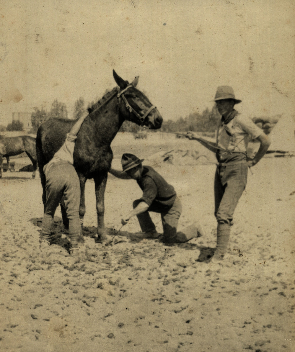 Photo from page 05 of album WWI Photograph Album - Egypt &amp; Gallipoli