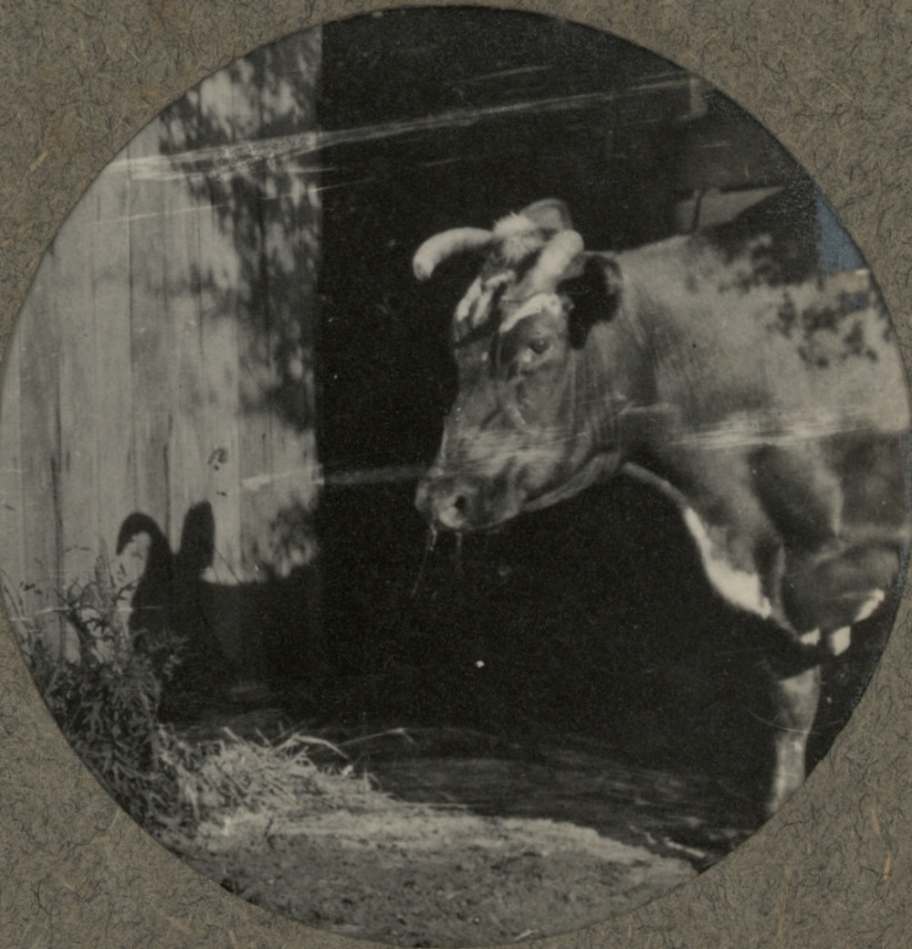 Photo from page 09 of album WWI Photograph Album - Nurses and Medical Staff in New Zealand