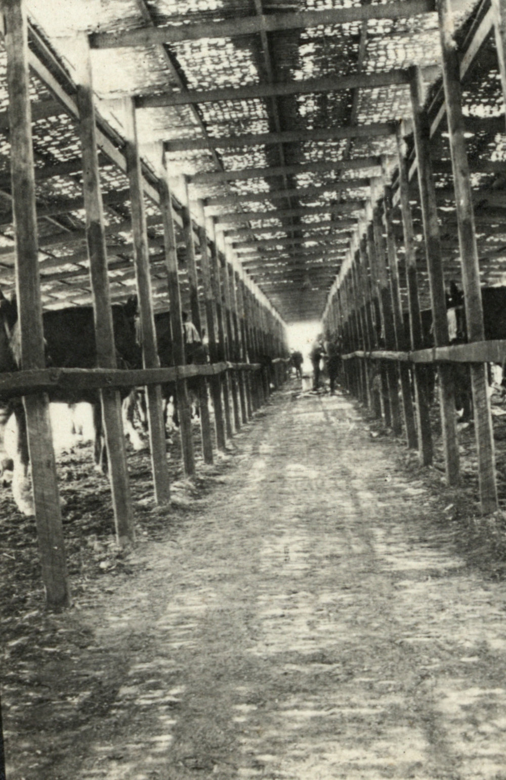 Photo from page 10 of album WWI Photograph Album - Egypt.