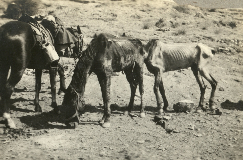 Photo from page 05 of album WWI Photograph Album - Egypt &amp; Sinai and Palestine.