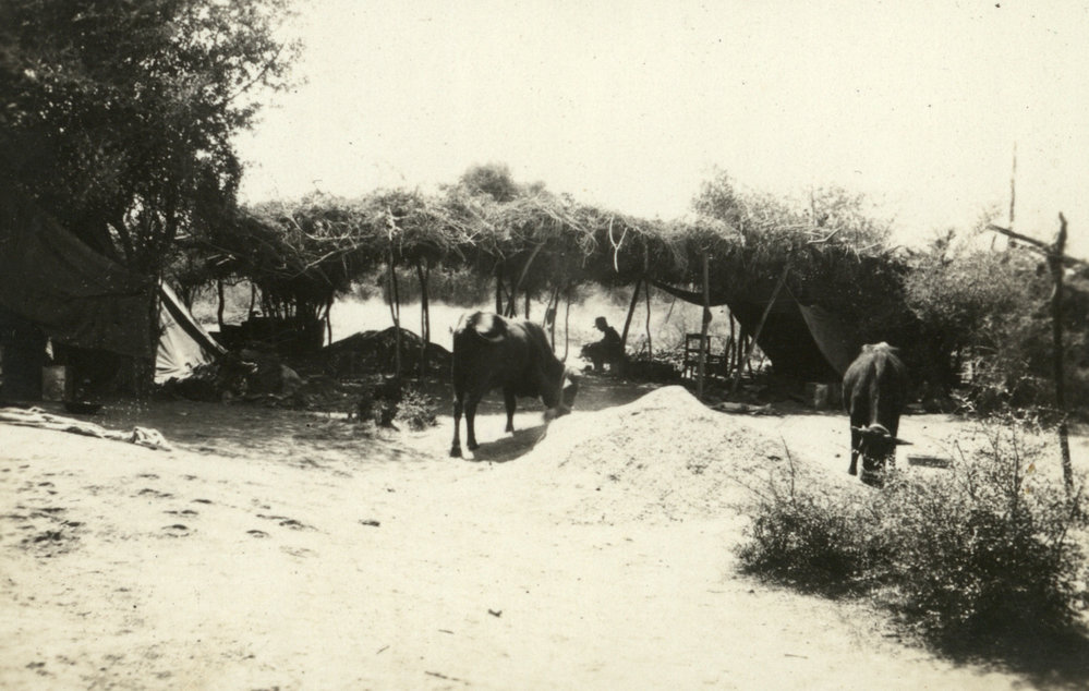 Photo from page 06 of album WWI Photograph Album - Egypt &amp; Sinai and Palestine.