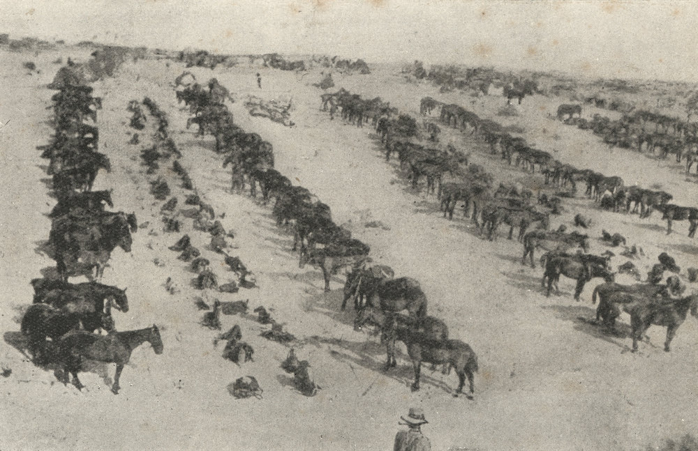 Photo from page 13 of album WWI Photograph Album - Egypt, Malta and Sinai &amp; Palestine.