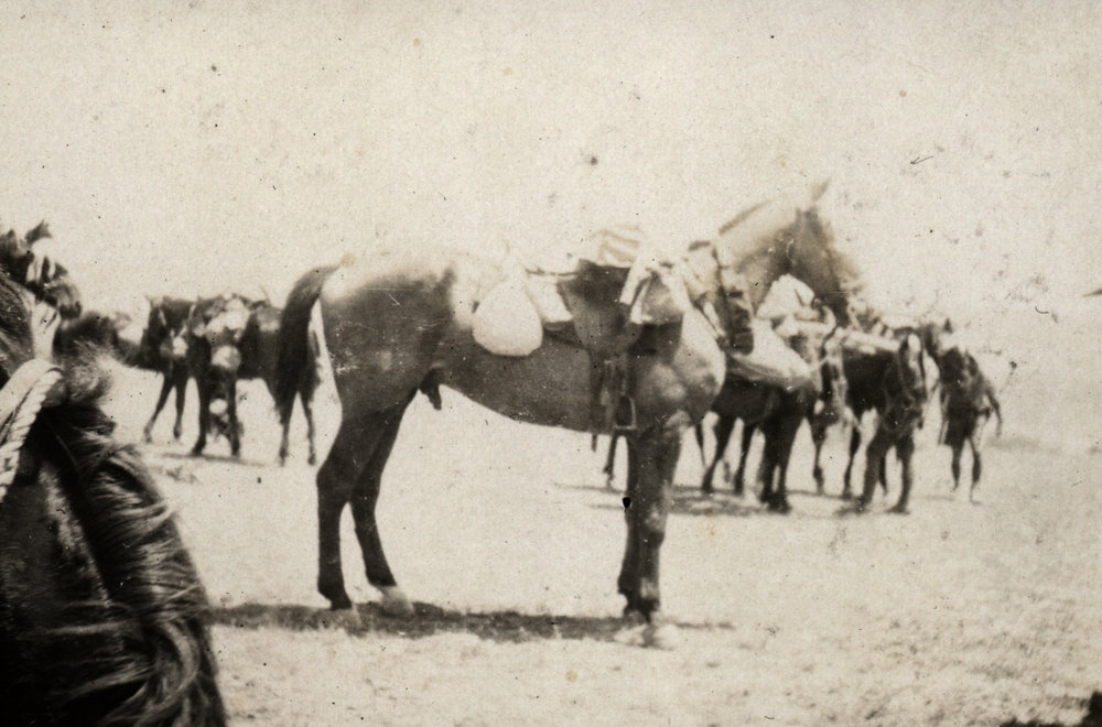 Photo from page 10 of album WWI Photograph Album - Egypt, Sinai &amp; Palestine.