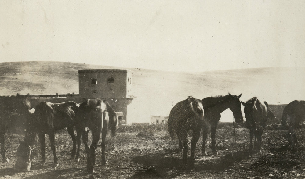 Photo from page 07 of album WWI Photograph Album - New Zealand, Egypt and Sinai &amp; Palestine.