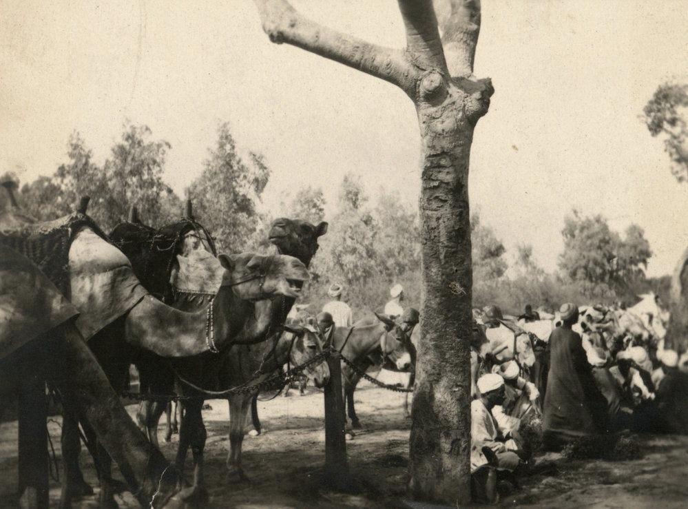 Photo from page 10 of album WWI Photograph Album - New Zealand, Egypt and Sinai &amp; Palestine.