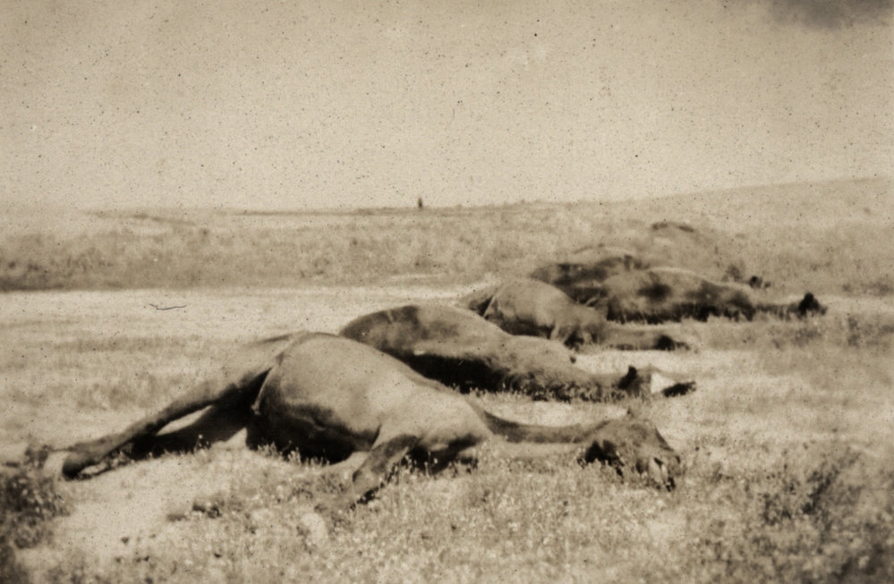 Photo from page 10 of album WWI Photograph Album - New Zealand, Egypt and Sinai &amp; Palestine.