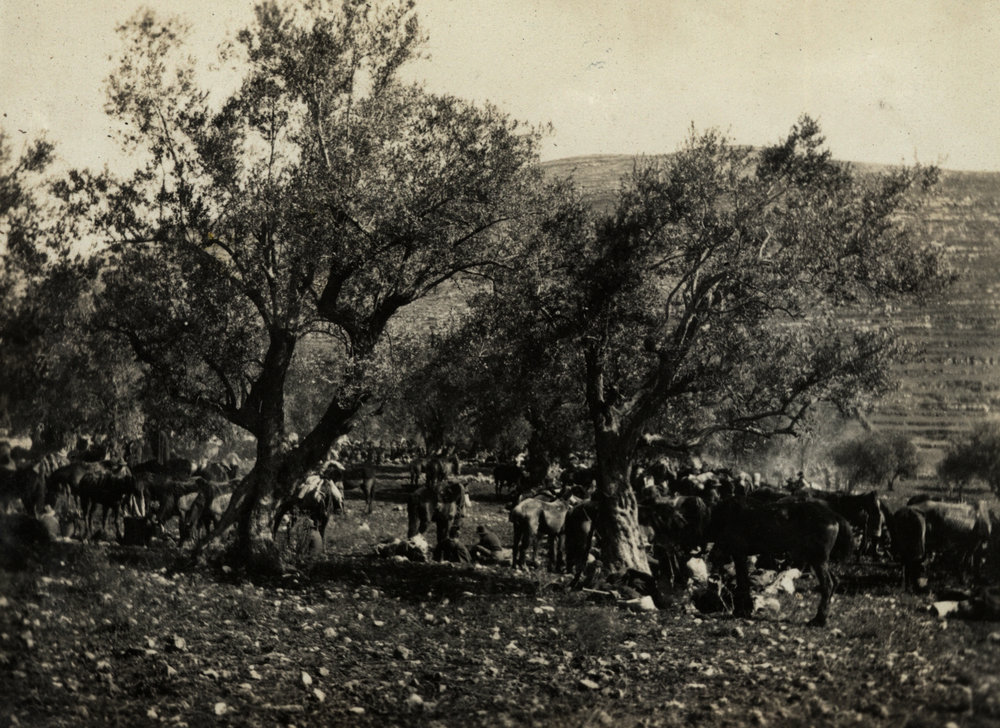 Photo from page 19 of album WWI Photograph Album - New Zealand, Egypt and Sinai &amp; Palestine.